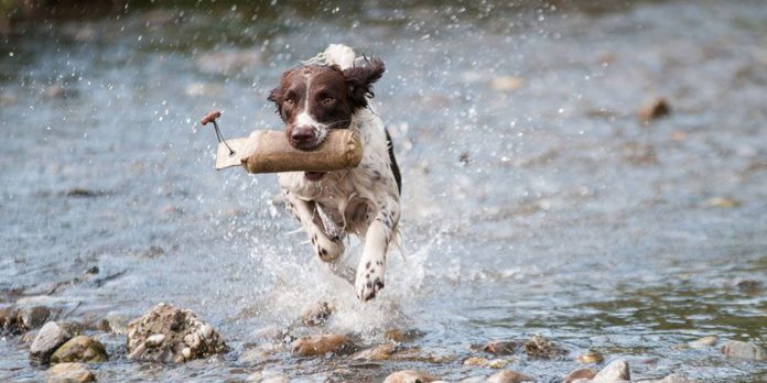 tier_hund_wasser_springen