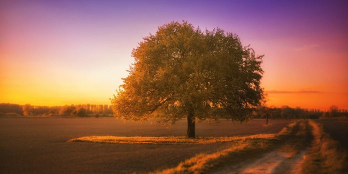 baum-landschaft-stille-sonnenuntergang