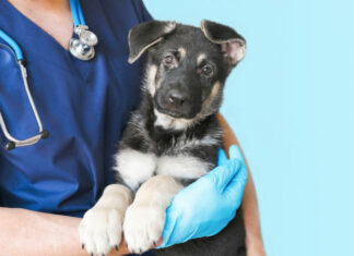 Jetzt wird’s tierisch – die Tierversicherungen der Barmenia für Hunde und Katzen