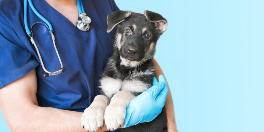 hund-krank-arzt_iStock-1437881232