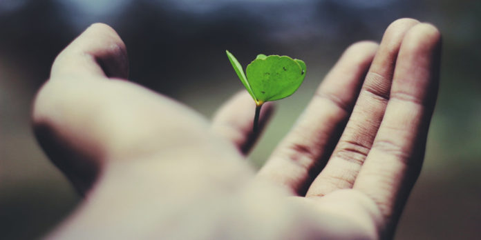 leben-wachsen-hand-ravi-roshan-AdUs32i0jc-unsplash