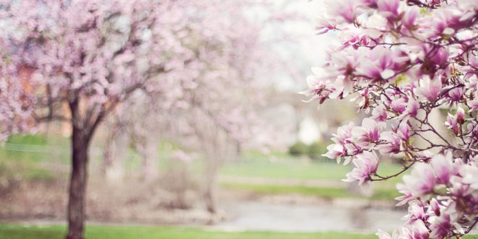 magnolien-baum-mai-blueten