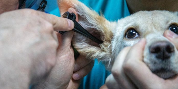 medizin-tierarzt-hund-5003631_mirkosajkov