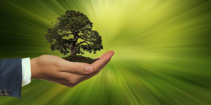 nachhaltigkeit-hand-halten-baum-3303398_geralt