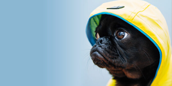 tier-hund-versicherung_charlesdeluvio-lJJlaUWYrPE-unsplash